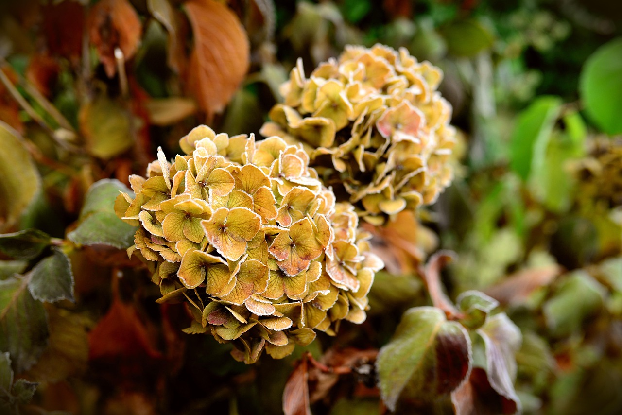hydrangea, garden flower, hoarfrost, frost, flora, nature, plant, hydrangea flower, bloom, petals, hydrangea bush, ornamental plant, garden hydrangea, pink, hydrangea family, blossoms