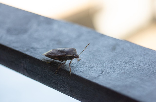 Insecto, Bug, Macro, Naturaleza