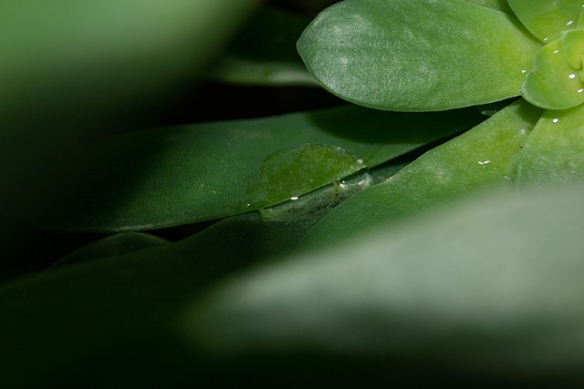 Gota, Agua, Lluvia, Hojas, Planta