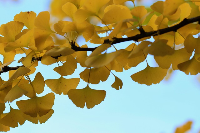 Free Leaves Gingko Leaves photo and picture