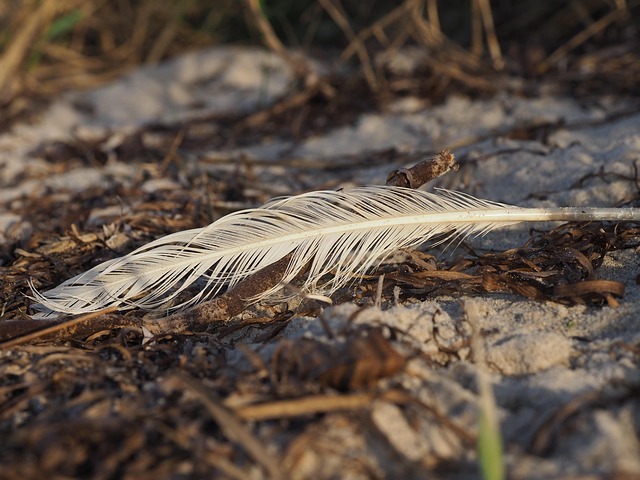 Free Feather Beach photo and picture