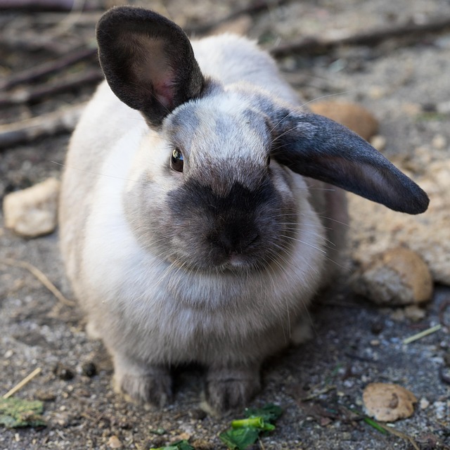 Free Rabbit Animal photo and picture