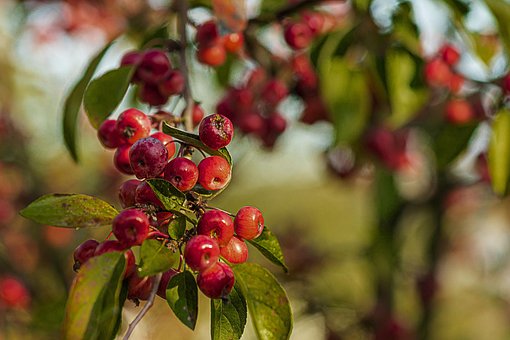 Free Raecke Apples photo and picture