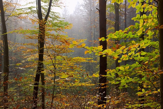 Herbst, Natur, Bunt, Laub, Nebel