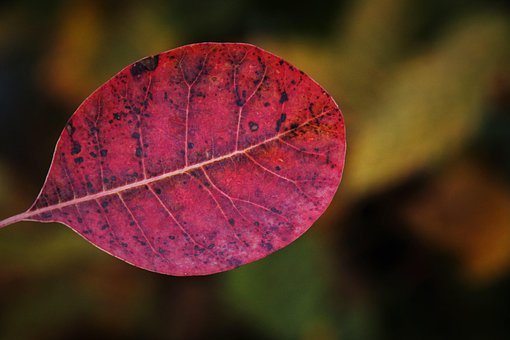 300以上の無料季節限定 秋画像 Pixabay 300以上の無料季節限定 秋画像 Pixabay