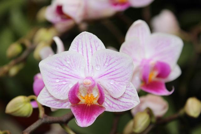 Free Plant Nature photo and picture