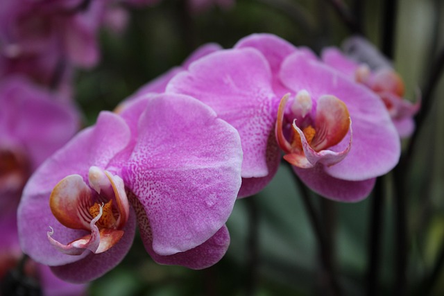 Free Plant Nature photo and picture