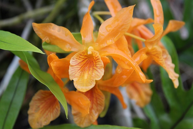 Free Plant Beautiful Flowers photo and picture
