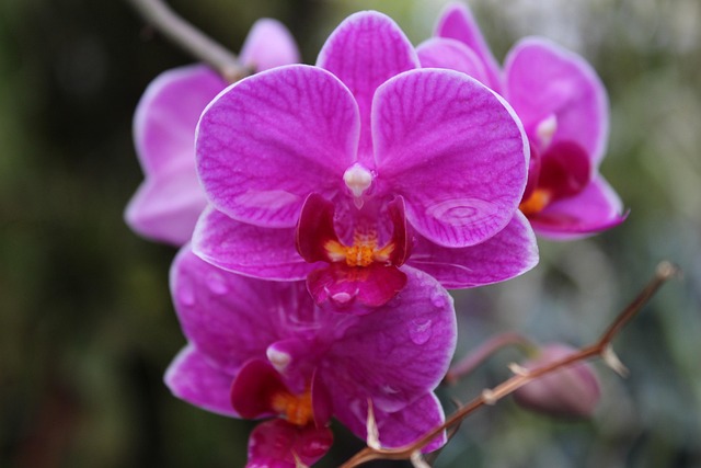 Free Plant Nature photo and picture