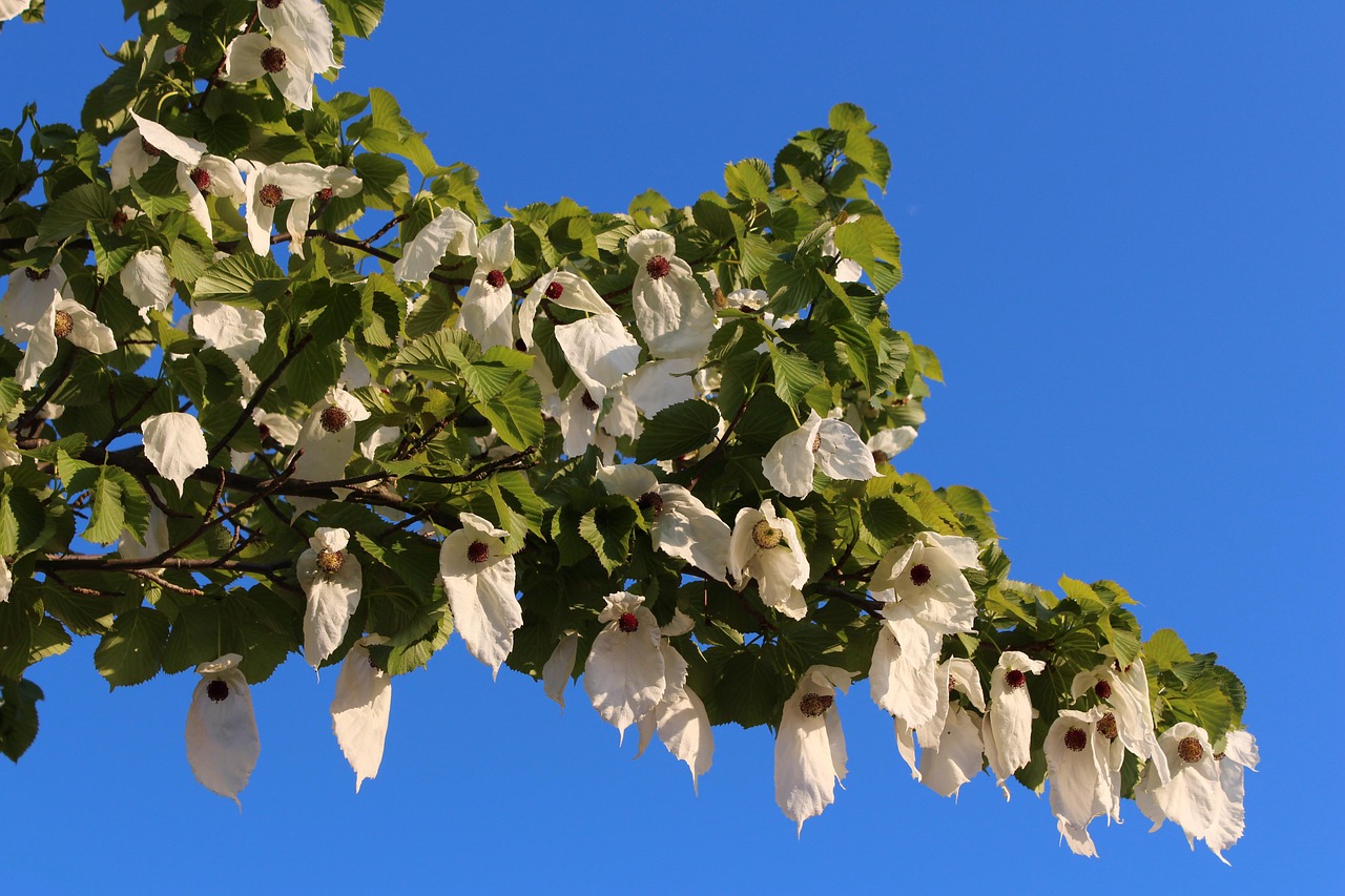 Tree Blossoms Nature Free photo on Pixabay Pixabay
