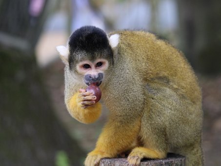 Free Ring-Tailed Lemur Primate photo and picture