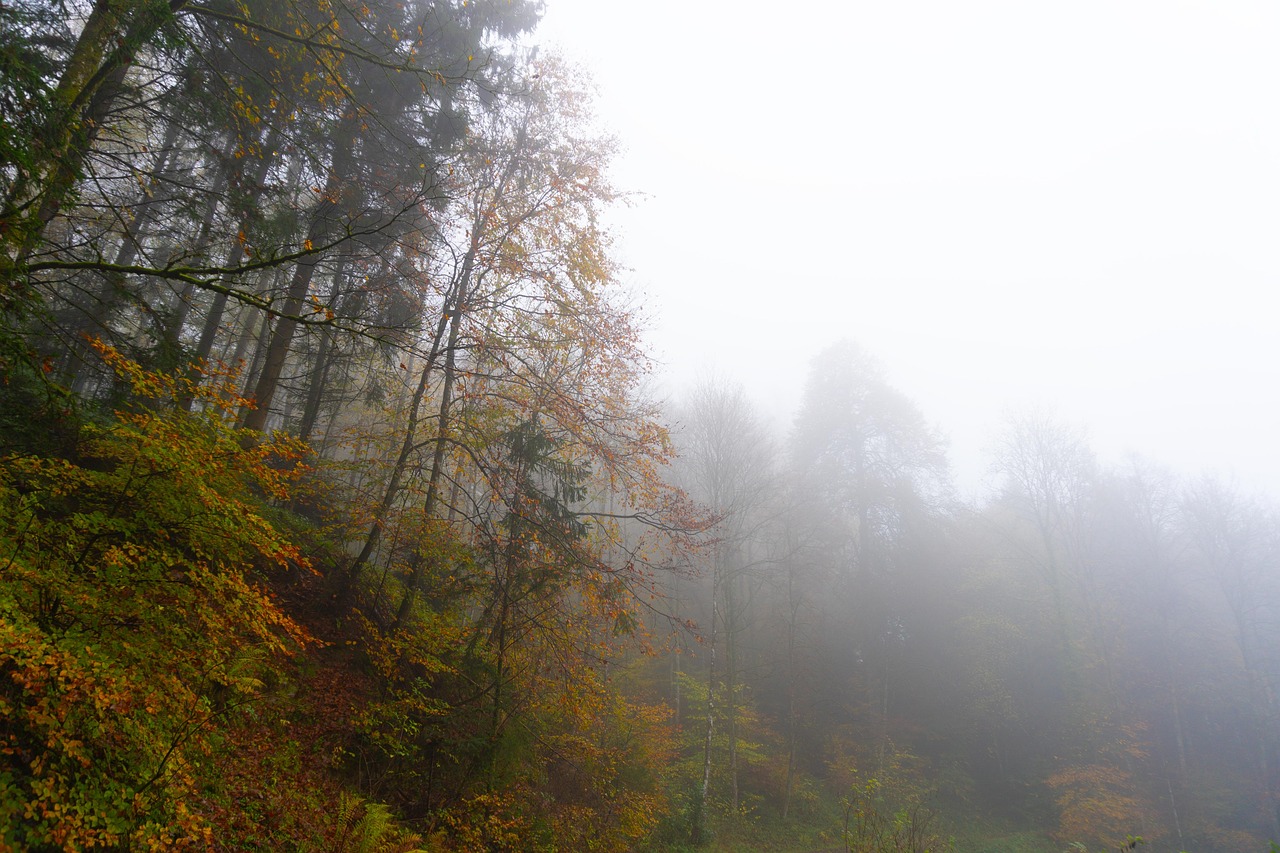 Trees - free online jigsaw puzzle photo