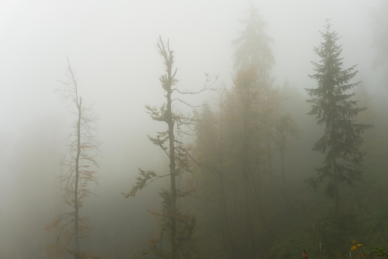 Trees - free online jigsaw puzzle photo
