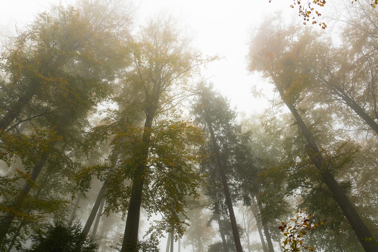 Trees - free online jigsaw puzzle photo