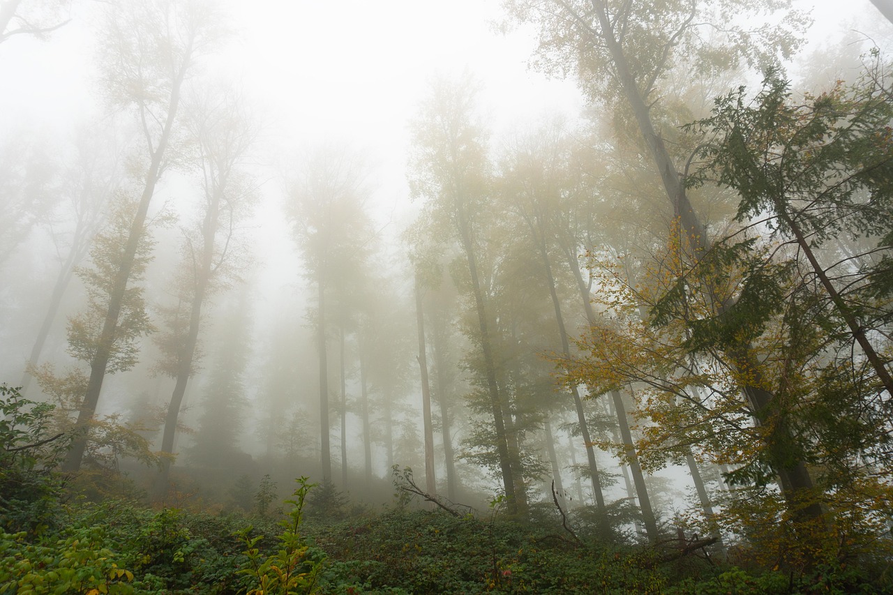 Trees - free online jigsaw puzzle photo