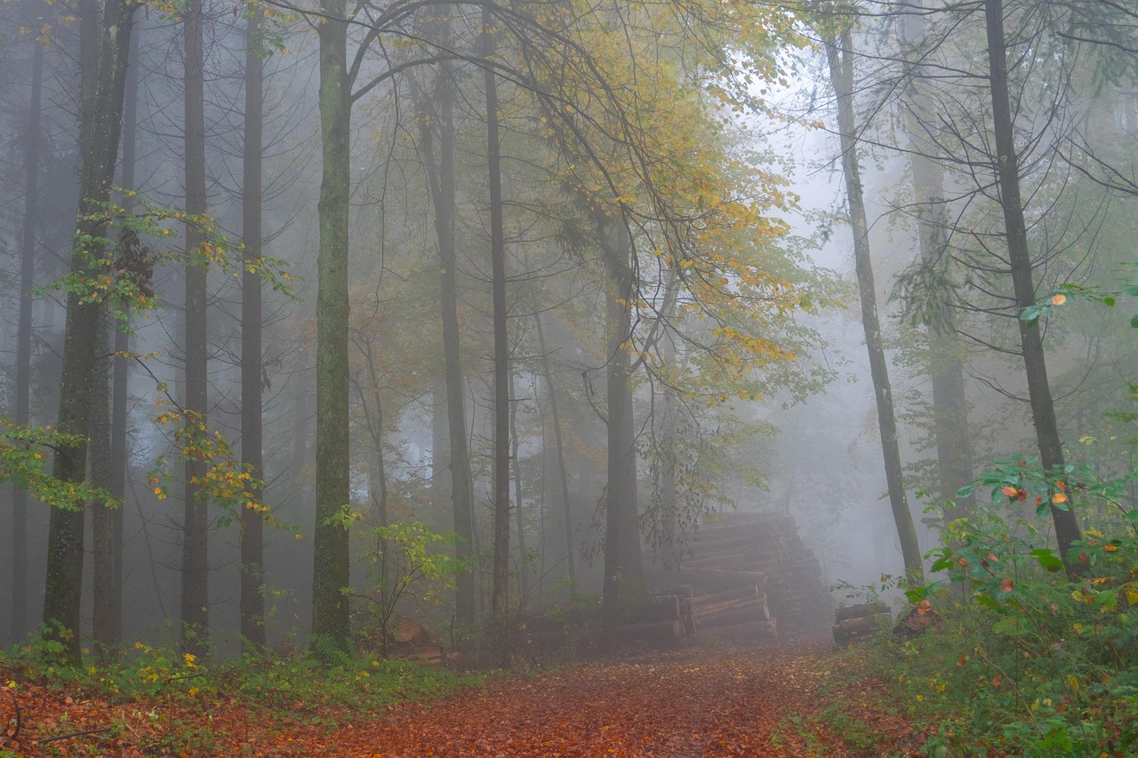 Trees - free online jigsaw puzzle photo