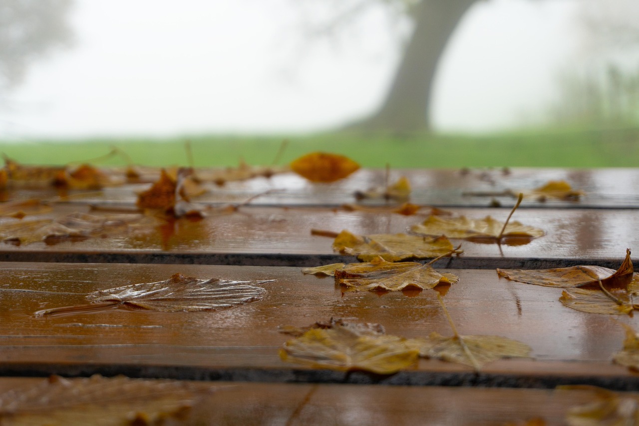 Trees - free online jigsaw puzzle photo