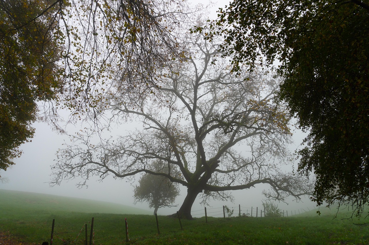 Trees - free online jigsaw puzzle photo