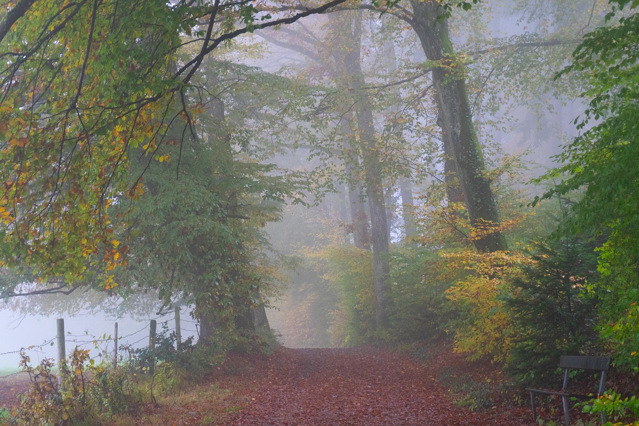 Trees - free online jigsaw puzzle photo