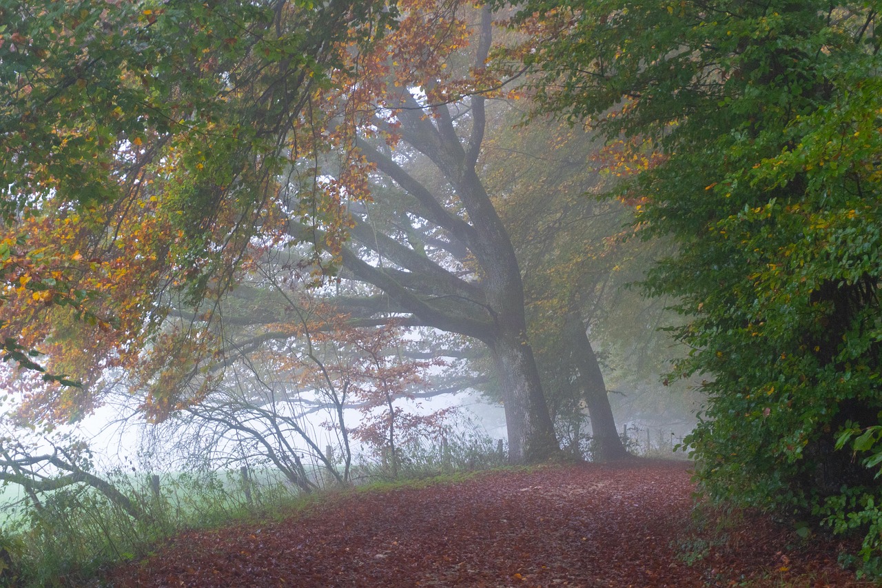 Trees - free online jigsaw puzzle photo