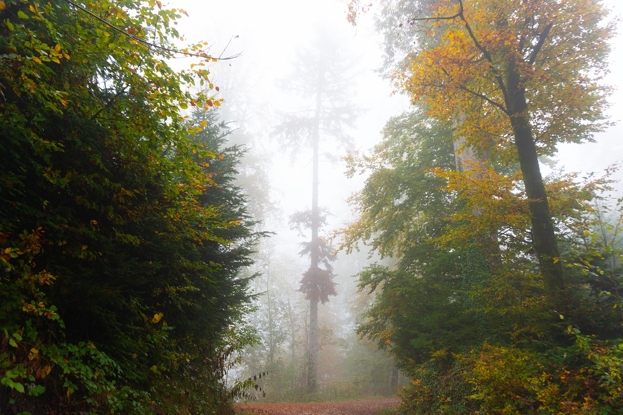 Trees - free online jigsaw puzzle photo