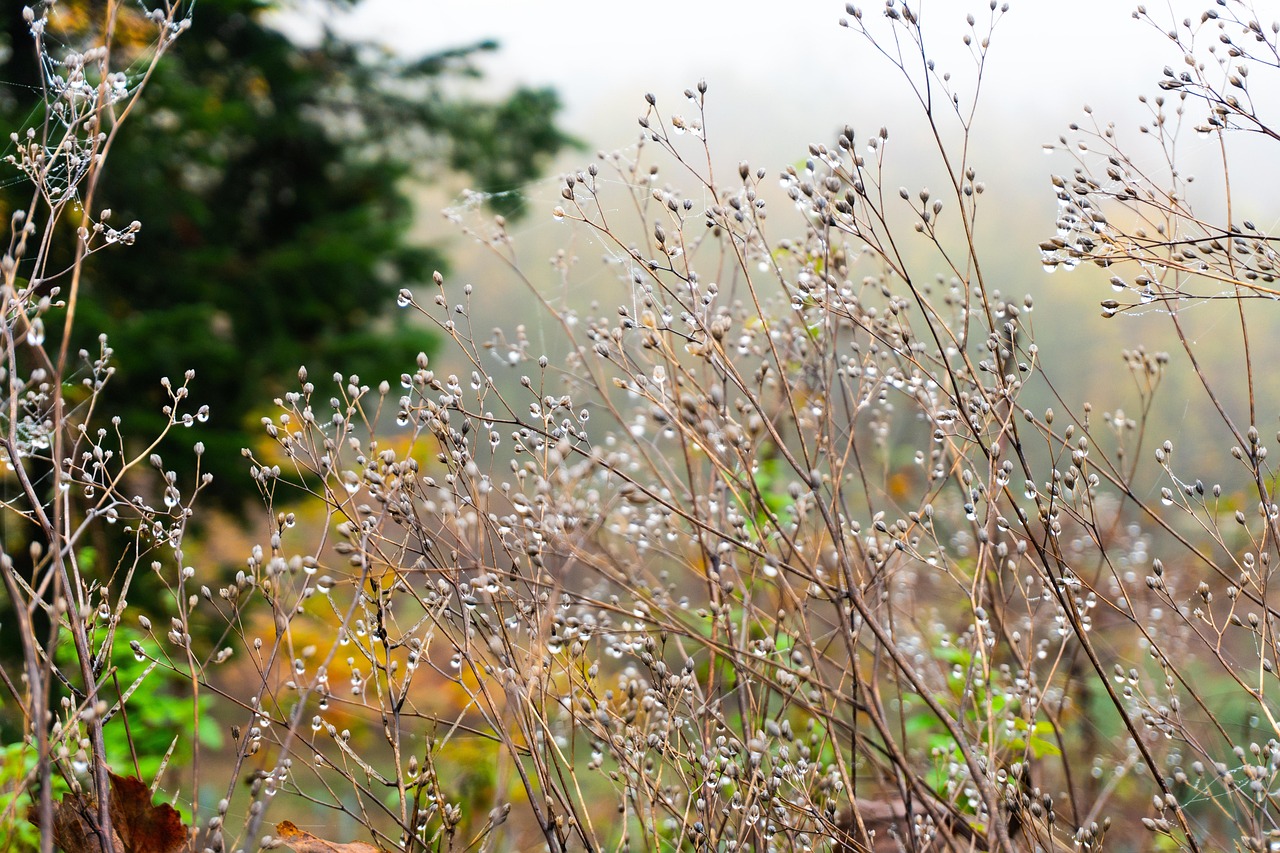 Trees - free online jigsaw puzzle photo