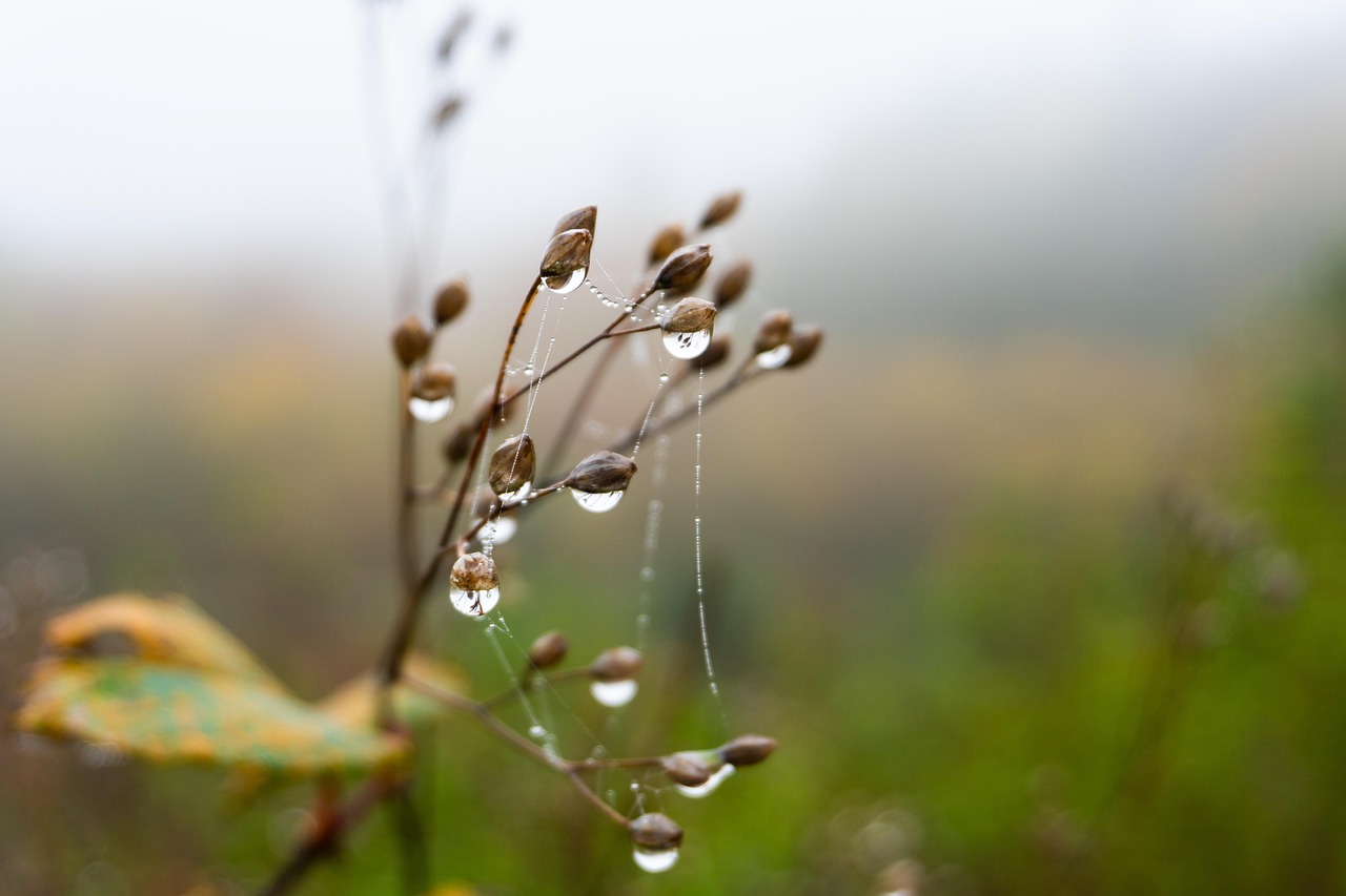 Trees - free online jigsaw puzzle photo