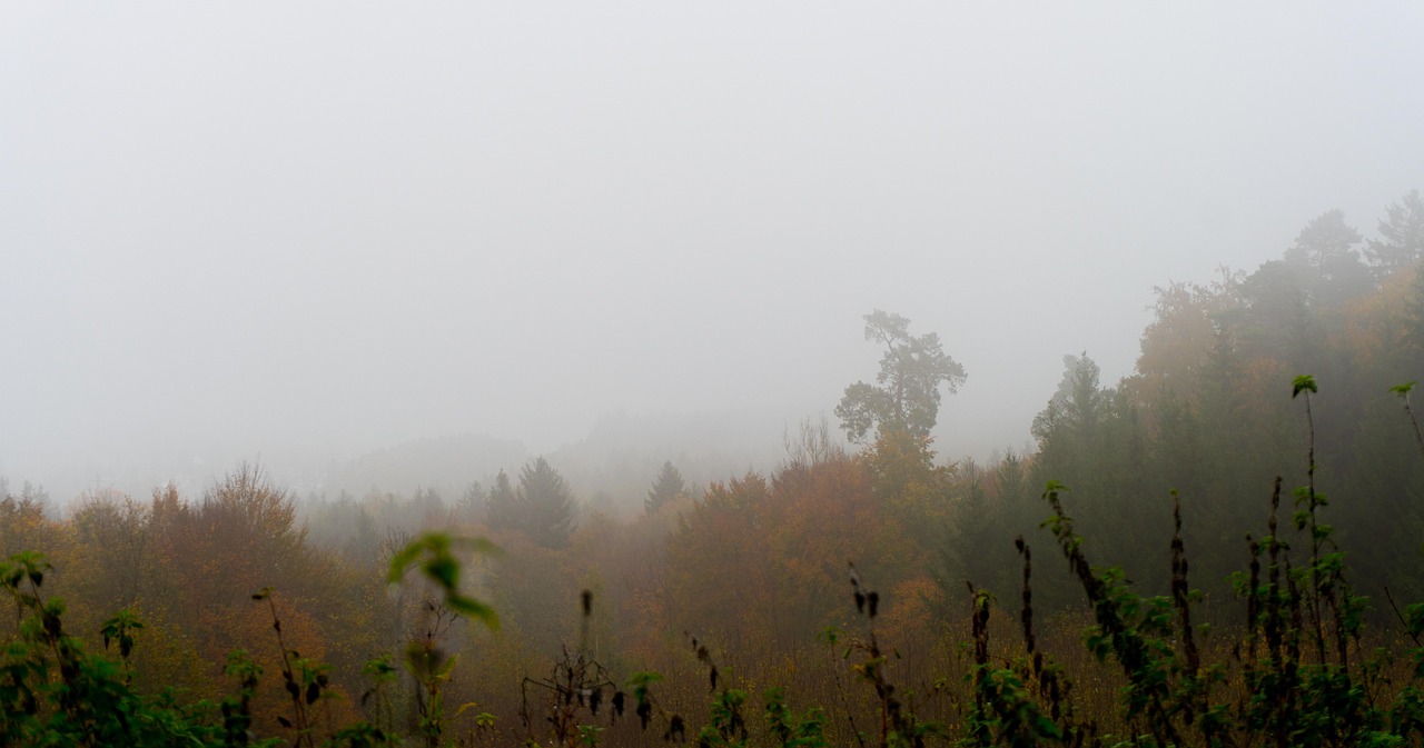 Trees - free online jigsaw puzzle photo