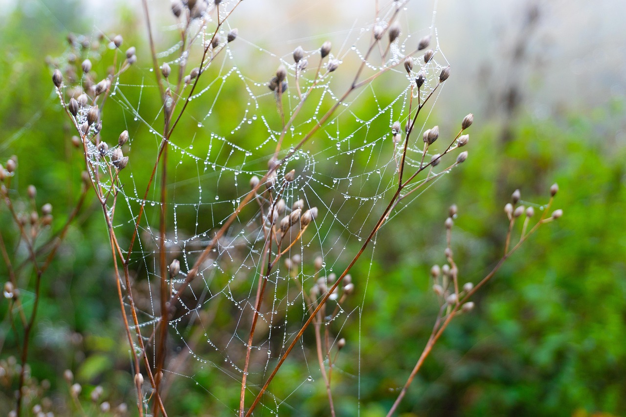 Trees - free online jigsaw puzzle photo