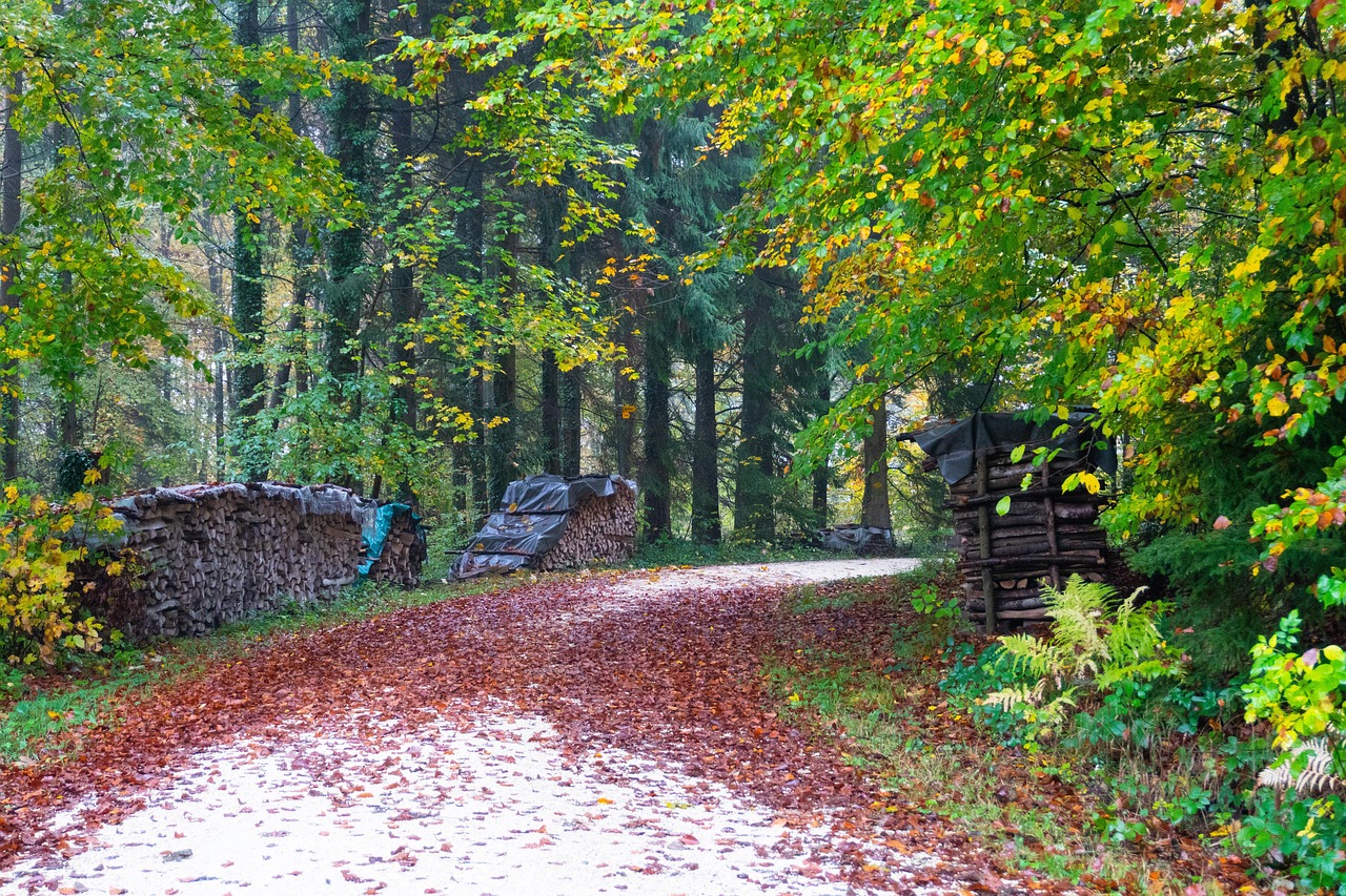Trees - free online jigsaw puzzle photo