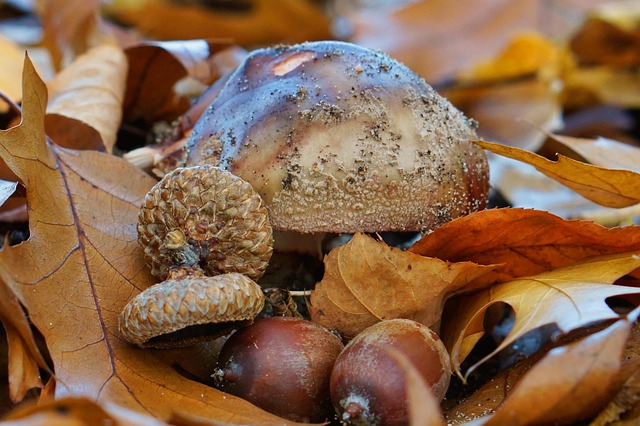 Free Mushroom Floor photo and picture