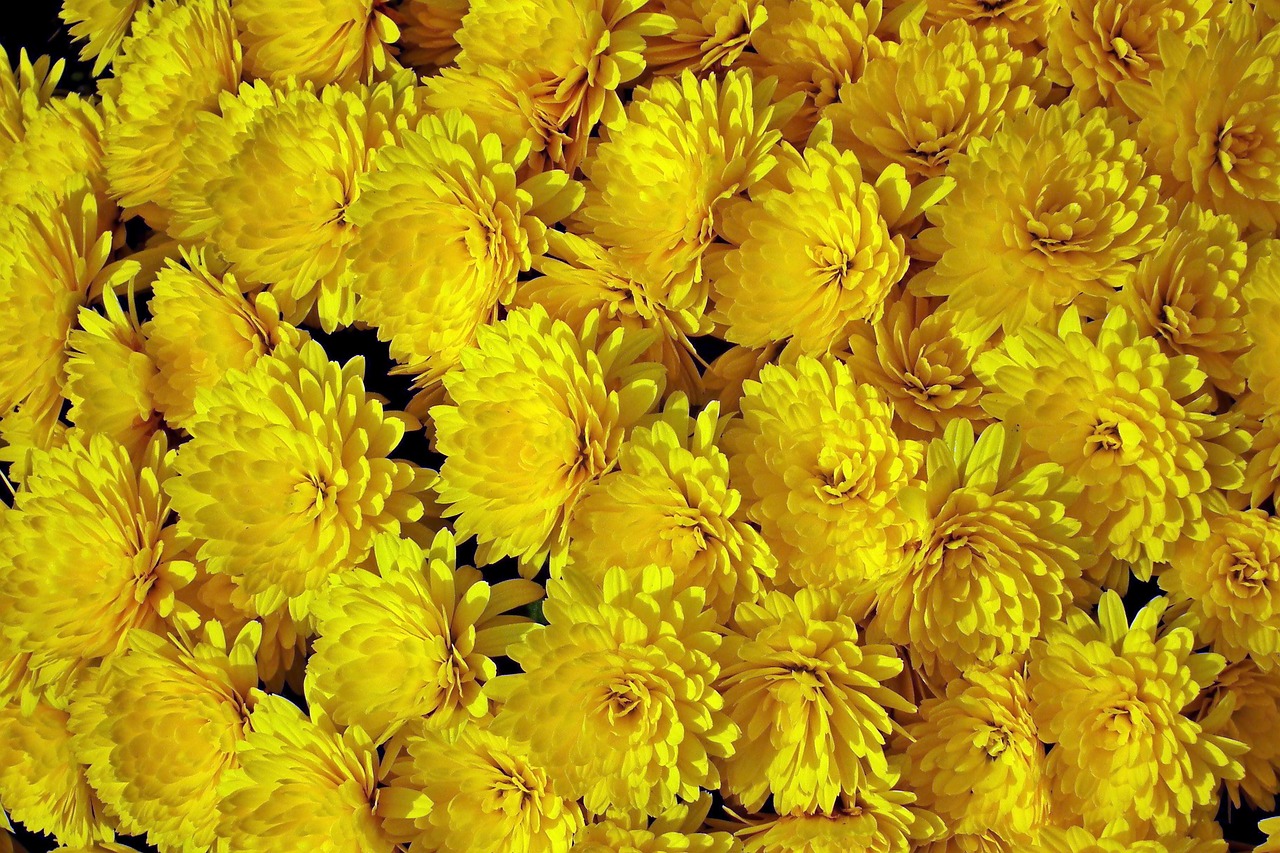 Chrysanthemums Flowers Yellow Free photo on Pixabay Pixabay