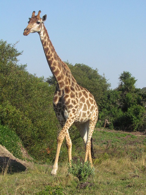キリン 野生動物 - Pixabayの無料写真 - Pixabay
