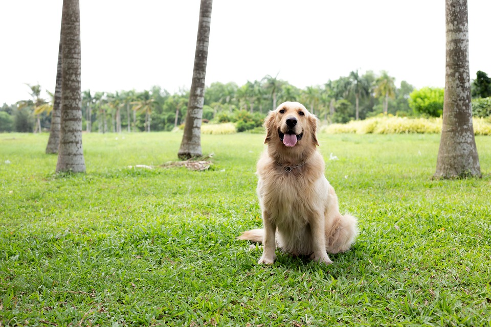 犬 ゴールデン 動物 Pixabayの無料写真