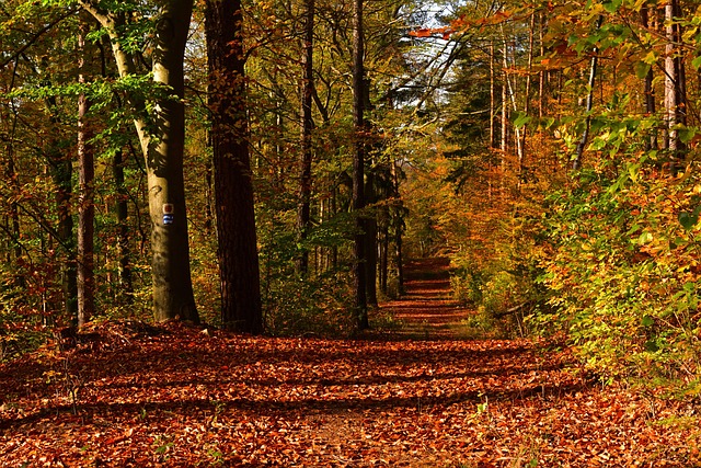 Free Fall Forest photo and picture