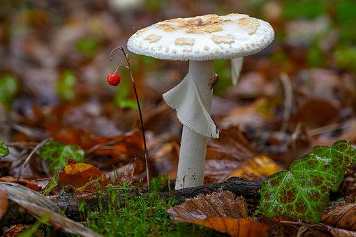 Herbst, Pilz, Natur, Fliege