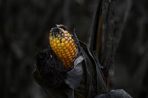 Maiskolben, Mais, Feld, Herbst, Natur