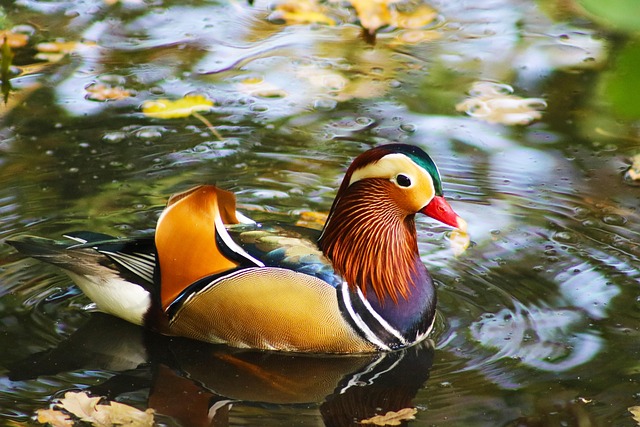 Free Duck Water photo and picture