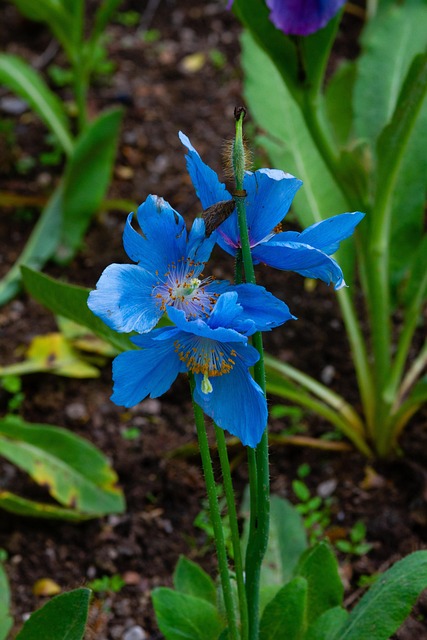 Free Fleur Montagne photo and picture