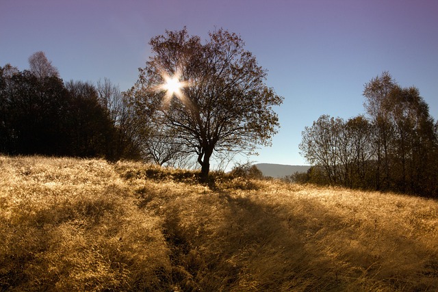 sun, star, landscape, tree, forest, meadow, nature, photography, sunshine, light, outdoor, relax, motivation, spring, paradise, bright, morning, walk, color, happy, green, brown stars, brown motivation, brown photography, brown sunshine