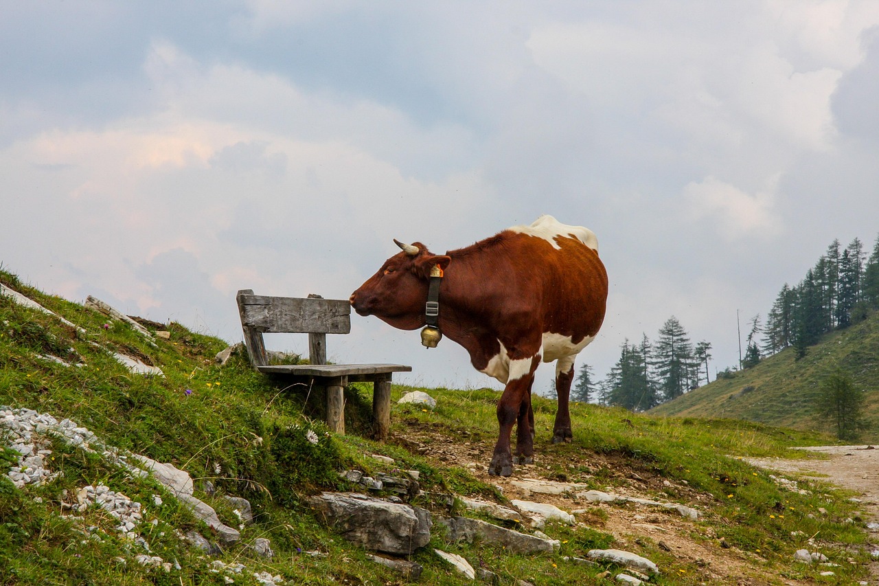 Cow Alm Tyrol - Free photo on Pixabay - Pixabay