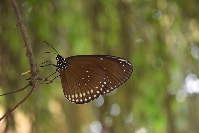 Borboleta, Insectos, Natureza, Grama