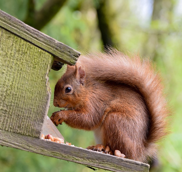 Free Squirrel Squirrels photo and picture