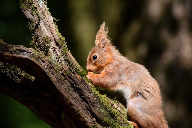 Free Squirrel Redsquirrel photo and picture