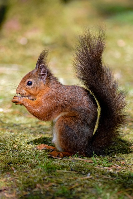 Free Squirrel Redsquirrel photo and picture
