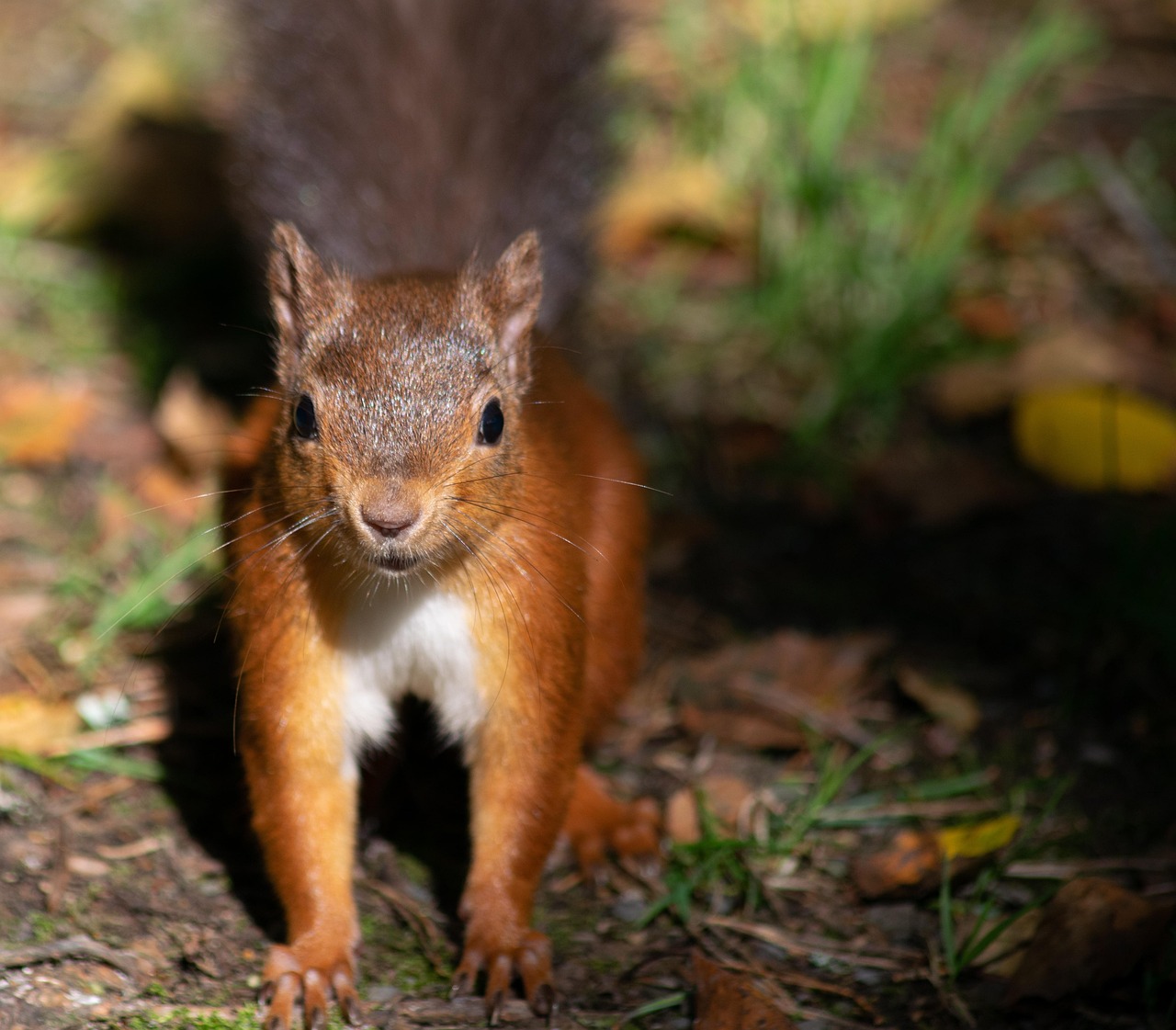 Squirrel Redsquirrel Woods Free photo on Pixabay
