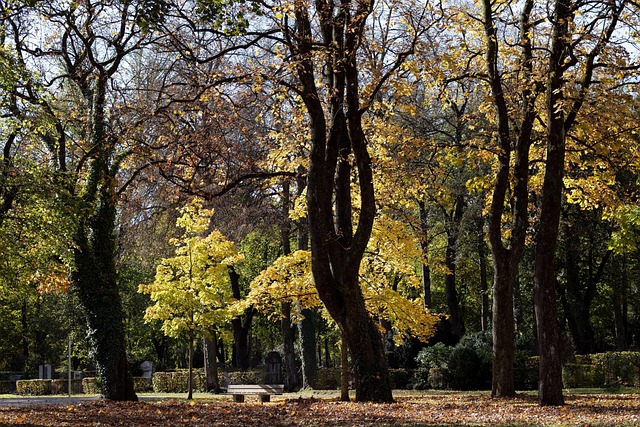 Otoño, Árboles, Naturaleza, Sale De