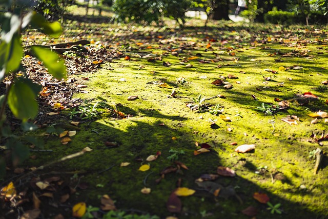 Free Moss Free Wallpaper photo and picture