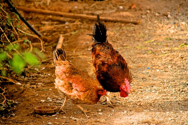 Galinha, Coq, Animal, Oiseau, Casal