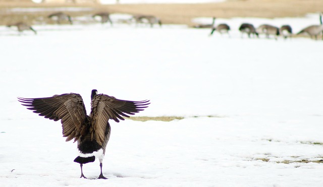Free Goose Geese photo and picture